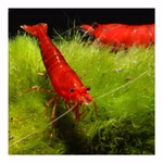 Bloody Mary Sakura Zwerggarnele - Neocaridina davidi - Rote Zwerggarnele (Produktbild)
