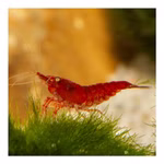 Bloody Mary Sakura Zwerggarnele - Neocaridina davidi - Rote Zwerggarnele (Produktbild)