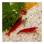 Bloody Mary Sakura Zwerggarnele - Neocaridina davidi - Rote Zwerggarnele (Produktbild)