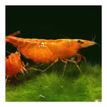 Orange Sakura Zwerggarnele - Neocaridina davidi - Sunkist Zwerggarnele (Produktbild)
