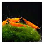 Orange Sakura Zwerggarnele - Neocaridina davidi - Sunkist Zwerggarnele (Produktbild)