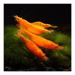 Orange Sakura Zwerggarnele - Neocaridina davidi - Sunkist Zwerggarnele (Produktbild)