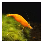 Orange Sakura Zwerggarnele - Neocaridina davidi - Sunkist Zwerggarnele (Produktbild)