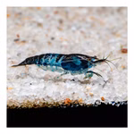 Blue Rili Zwerggarnele - Neocaridina davidi - Schwarze-Blaue Zwerggarnele (Produktbild)