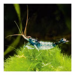 Blue Rili Zwerggarnele - Neocaridina davidi - Schwarze-Blaue Zwerggarnele (Produktbild)