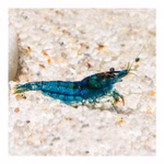 Blue Rili Zwerggarnele - Neocaridina davidi - Schwarze-Blaue Zwerggarnele (Produktbild)