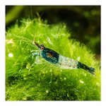 Blue Rili Zwerggarnele - Neocaridina davidi - Schwarze-Blaue Zwerggarnele (Produktbild)