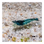 Blue Rili Zwerggarnele - Neocaridina davidi - Schwarze-Blaue Zwerggarnele (Produktbild)