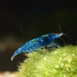 Blaue Zwerggarnele Mix - Neocaridina davidi - Dunkelblaue Zwerggarnele (Produktbild)