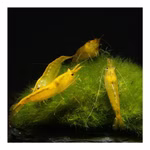 Yellow Fire Zwerggarnele - Neocaridina davidi - Gelbe Zwerggarnele (Produktbild)