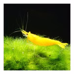 Yellow Fire Zwerggarnele - Neocaridina davidi - Gelbe Zwerggarnele (Produktbild)