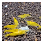 Yellow Fire Zwerggarnele - Neocaridina davidi - Gelbe Zwerggarnele (Produktbild)