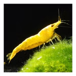 Yellow Golden Top Zwerggarnele - Neocaridina davidi - Gelbe Rückenstrich Zwerggarnele (Produktbild)