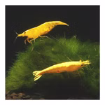 Yellow Golden Top Zwerggarnele - Neocaridina davidi - Gelbe Rückenstrich Zwerggarnele (Produktbild)