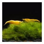 Yellow Golden Top Zwerggarnele - Neocaridina davidi - Gelbe Rückenstrich Zwerggarnele (Produktbild)