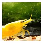 Yellow Golden Top Zwerggarnele - Neocaridina davidi - Gelbe Rückenstrich Zwerggarnele (Produktbild)