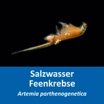 Artemia parthenogenetica- Zucht Set (Maxi) - mehr als 1.000.000 Eier - mit 2 kg Premiumsalz Flüssigfutter Artemia Siebkombination und Anleitung (Produktbild)
