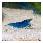 Blue Velvet Zwerggarnele - Neocaridina davidi - Blaue Zwerggarnele (Produktbild)