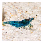 Blue Velvet Zwerggarnele - Neocaridina davidi - Blaue Zwerggarnele (Produktbild)