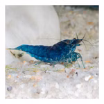 Blue Velvet Zwerggarnele - Neocaridina davidi - Blaue Zwerggarnele (Produktbild)