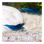 Blue Velvet Zwerggarnele - Neocaridina davidi - Blaue Zwerggarnele (Produktbild)
