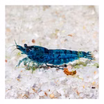 Blue Velvet Zwerggarnele - Neocaridina davidi - Blaue Zwerggarnele (Produktbild)