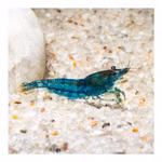 Blue Velvet Zwerggarnele - Neocaridina davidi - Blaue Zwerggarnele (Produktbild)