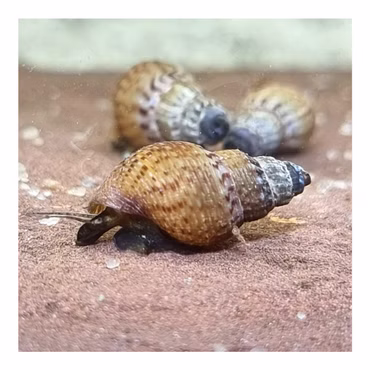 Genoppte Turmdeckelschnecken - Nöppis - Taberia granifera - Reinigungscrew Genoppte Turmdeckelschnecken - Nöppis - Taberia granifera - Reinigungscrew (Produktbild)