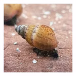 Genoppte Turmdeckelschnecken - Nöppis - Taberia granifera - Reinigungscrew  (Produktbild)