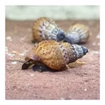 Genoppte Turmdeckelschnecken - Nöppis - Taberia granifera - Reinigungscrew  (Produktbild)