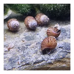 Genoppte Turmdeckelschnecken - Nöppis - Taberia granifera - Reinigungscrew  (Produktbild)