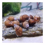 Genoppte Turmdeckelschnecken - Nöppis - Taberia granifera - Reinigungscrew  (Produktbild)