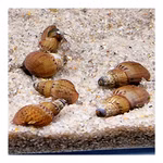 Genoppte Turmdeckelschnecken - Nöppis - Taberia granifera - Reinigungscrew  (Produktbild)