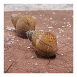 Genoppte Turmdeckelschnecken - Nöppis - Taberia granifera - Reinigungscrew  (Produktbild)