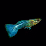 Guppy - Poecilia reticulata  Neonblaues Männchen (Produktbild)