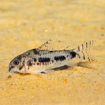 Schachbrett Zwergpanzerwels - Hoplisoma habrosus - Futtersuche auf Sand (Produktbild)