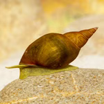 Spitzschlammschnecke - Yodaschnecke - Lymnaea stagnalis - kleinbleibende Aquarienform (Produktbild)