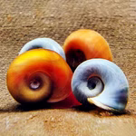 Bunte Posthornschnecken Planorbella duryi - blaue - rote und orange Schnecke (Produktbild)