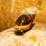 Blasenschnecke - Physa - Einzeltier (Produktbild)
