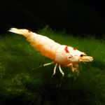 Shadow Bee Zwerggarnele - Caridina auf Mooskugel (Produktbild)
