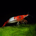 Rili Red Zwerggarnele - Neocaridina davidi auf Mooskugel (Produktbild)