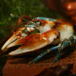 Cambarus - Nordamerikanischer Flusskrebs Profil (Produktbild)