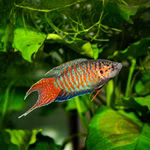 Makropode - Paradiesfisch - Macropodus opercularis - Männchen (Produktbild)