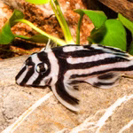 L46 Zebrawels - Hypancistrus zebra - Kopfprofil (Produktbild)