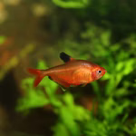 Serpaesalmler - Blutsalmler - Hyphessobrycon eques - Einzeltier (Produktbild)