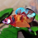 Koi Kampffisch - Betta splendens - Pla Kat - Männchen (Produktbild)