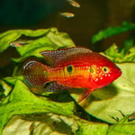 Roter Cichlide Rubricatochromis/ Hemichromis cristatus - Männchen (Produktbild)