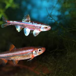 Regenbogenelritze - Rainbowshiner - Notropis chrosomus - Paar (Produktbild)