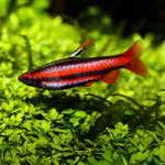 Purpurziersalmler - Nannostomus mortenthaleri - Männchen (Produktbild)