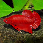 Roter Kampffisch - Betta splendens - Pla Kat - Männchen (Produktbild)